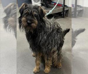 Norfolk Terrier-Unknown Mix Dogs for adoption in Forestville, MD, USA