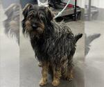 Small Norfolk Terrier Mix