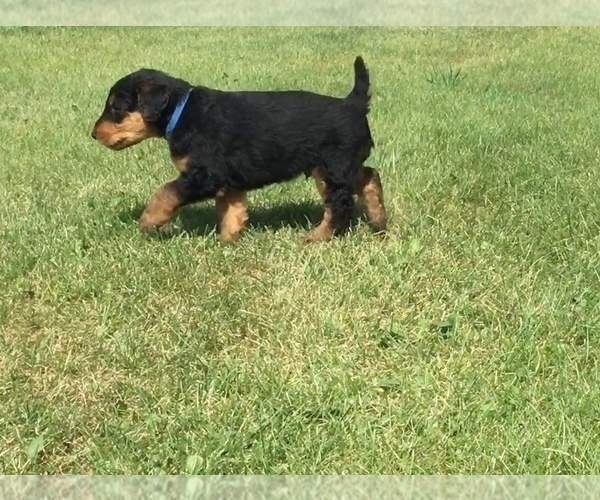 Medium Photo #4 Airedale Terrier Puppy For Sale in MC BAIN, MI, USA