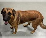 Small German Shepherd Dog