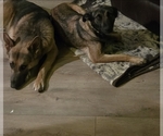 Small Photo #1 German Malinois Puppy For Sale in BANGOR, ME, USA