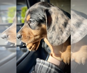 Dachshund Puppy for sale in MONTCLAIR, CA, USA