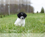 Small Photo #6 Zuchon Puppy For Sale in WARSAW, IN, USA