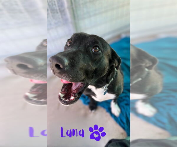 Medium Photo #2 American Pit Bull Terrier-Labrador Retriever Mix Puppy For Sale in Monte Vista, CO, USA