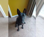 Small #1 Mutt