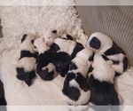 Small Photo #15 Sheepadoodle Puppy For Sale in INDEPENDENCE, MO, USA