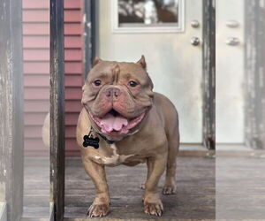 Bulldog-Unknown Mix Dogs for adoption in St. Louis Park, MN, USA