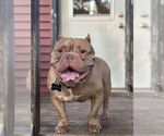 Small Bulldog Mix