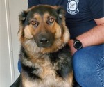 Small Photo #1 German Shepherd Dog Puppy For Sale in DAVISON, MI, USA