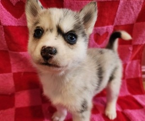 Pomsky Puppy for sale in PEABODY, MA, USA