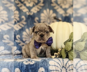French Bulldog Puppy for sale in QUARRYVILLE, PA, USA