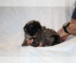 Small #6 ShihPoo
