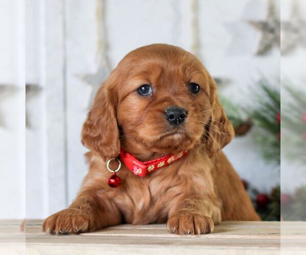 Medium Photo #5 Golden Retriever Puppy For Sale in LITITZ, PA, USA