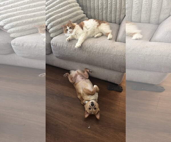 Medium Photo #3 Cardigan Welsh Corgi-Chihuahua Mix Puppy For Sale in Oakhurst, NJ, USA