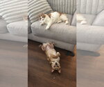 Small #2 Cardigan Welsh Corgi-Chihuahua Mix
