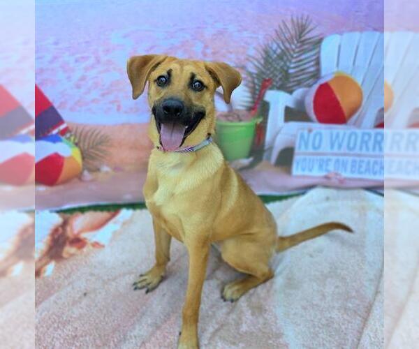 Medium Photo #2 Black Mouth Cur-Unknown Mix Puppy For Sale in Long Beach, CA, USA
