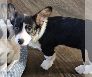Pembroke Welsh Corgi Puppy for sale in PEYTON, CO, USA