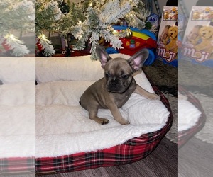 French Bulldog Puppy for sale in ATLANTA, GA, USA