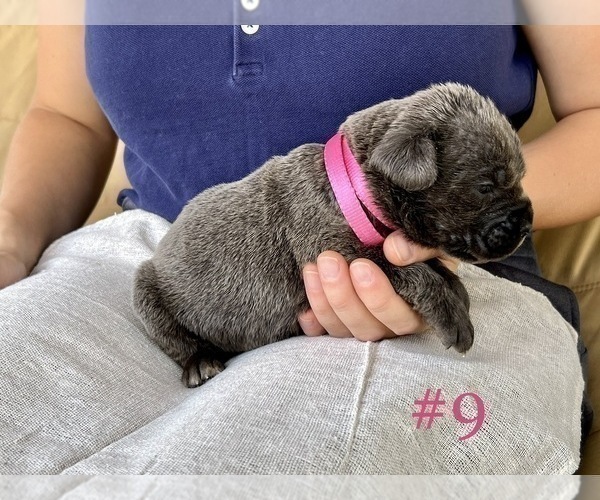 Medium Photo #3 Cane Corso Puppy For Sale in BUMPASS, VA, USA