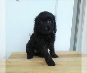 Cavapoo-Poodle (Miniature) Mix Puppy for sale in FREDERICKSBG, OH, USA