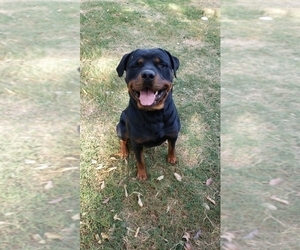 Father of the Rottweiler puppies born on 09/10/2021
