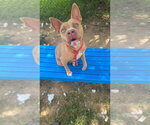 Small #3 Mutt