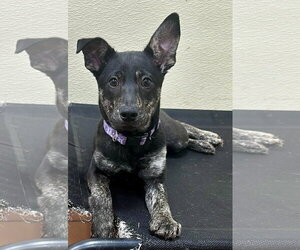 Holland Shepherd-Unknown Mix Dogs for adoption in Jefferson, NJ, USA