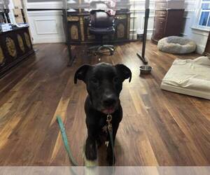 Nova - Female American Pit Bull Terrier-Labrador Retriever Mix Dog for Adoption - Photo #6