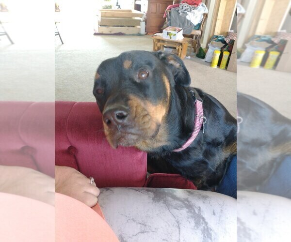 Medium Photo #1 Rottweiler Puppy For Sale in MIAMI, TX, USA