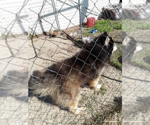 Father of the German Shepherd Dog-Siberian Husky Mix puppies born on 03/01/2021