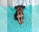 Small Photo #1 Yorkshire Terrier Puppy For Sale in LAUREL, MS, USA