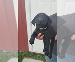 Puppy Puppy 4 Labrador Retriever