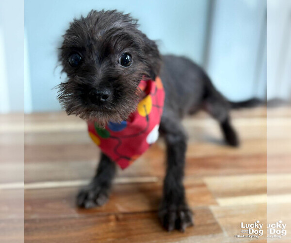 Medium Photo #1 Mutt Puppy For Sale in Washington, DC, USA