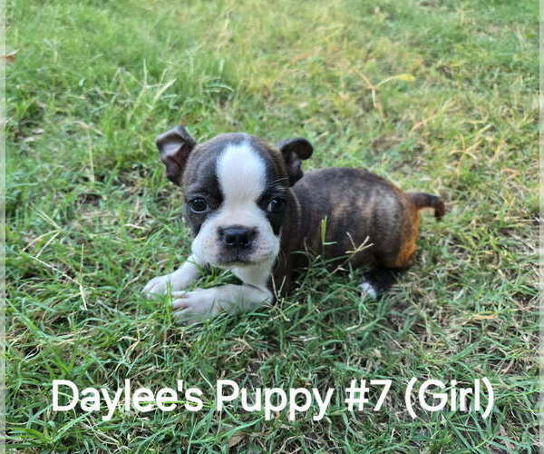 Medium Photo #8 Boston Terrier Puppy For Sale in CALDWELL, TX, USA