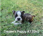 Small #7 Boston Terrier