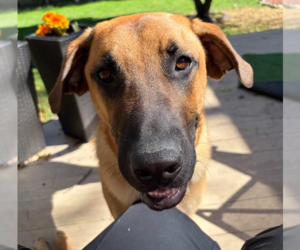 Zeppelin - Male Great Dane-Unknown Mix Dog for Adoption - Photo #2