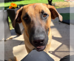 Small Photo #2 Great Dane-Unknown Mix Puppy For Sale in Brooklyn Center, MN, USA