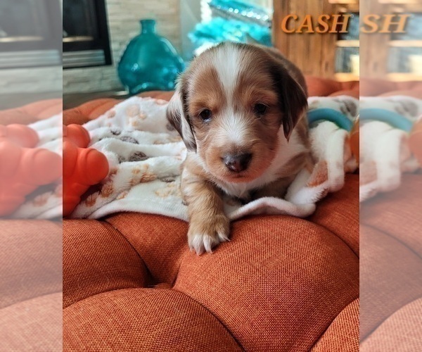 Medium Photo #8 Dachshund Puppy For Sale in THORNTON, CO, USA