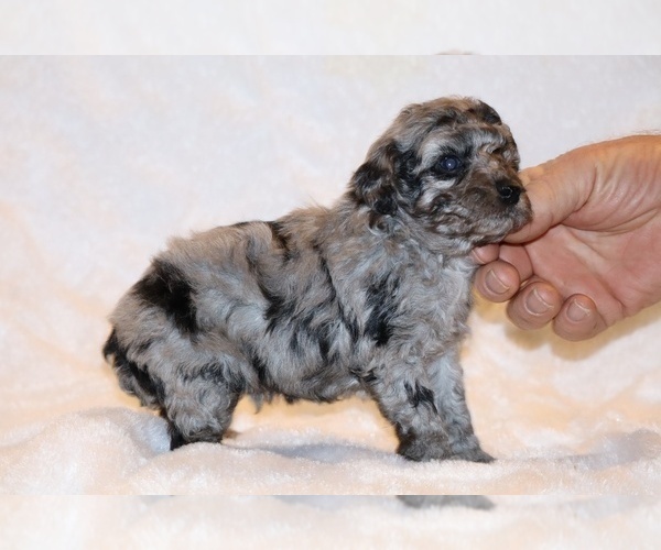 Medium Photo #12 Poodle (Toy) Puppy For Sale in DYERSBURG, TN, USA