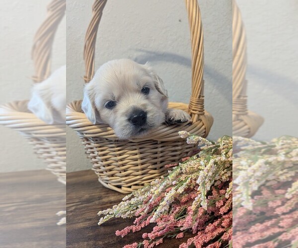 Medium Photo #1 English Cream Golden Retriever-Labrador Retriever Mix Puppy For Sale in FORT COLLINS, CO, USA