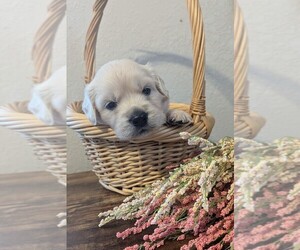 English Cream Golden Retriever-Labrador Retriever Mix Puppy for sale in FORT COLLINS, CO, USA