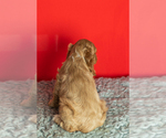Small Photo #34 Cocker Spaniel Puppy For Sale in NAPPANEE, IN, USA