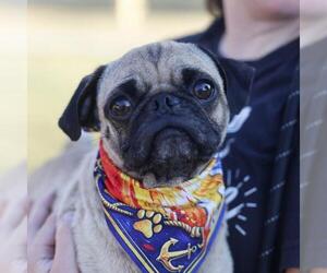 Pug-Unknown Mix Dogs for adoption in San Antonio, TX, USA