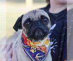 Small Pug Mix