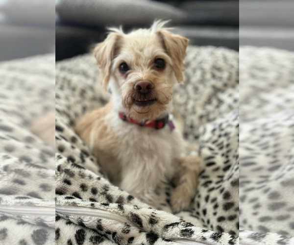 Medium Photo #4 Shih-Poo Puppy For Sale in Phoenix, AZ, USA