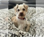 Small #3 Shih-Poo