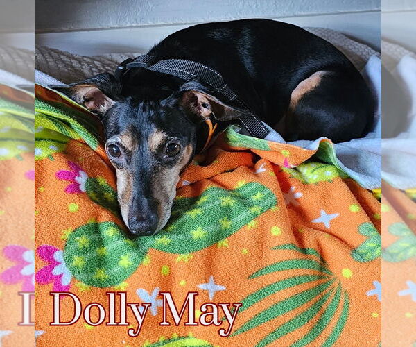 Medium Photo #5 Dachshund-Unknown Mix Puppy For Sale in San Antonio, TX, USA