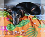 Small Photo #5 Dachshund-Unknown Mix Puppy For Sale in San Antonio, TX, USA