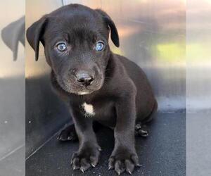 Mutt Dogs for adoption in San Antonio, TX, USA