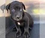Small Mutt